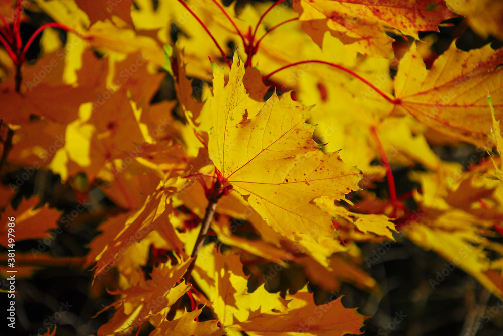Nice yellow orange red leaves nature background abstract macro close up autumn Nice yellow orange red leaves nature background abstract macro close up autumn