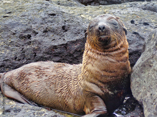 Leon marino de las islas Galapagos en Ecuador photo