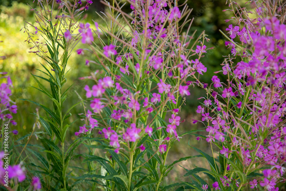 Obraz premium Willow herb pink Epilobium flowers of fireweed (Epilobium or Chamerion angustifolium) in bloom ivan tea. Flowering willow herb or blooming sally. Wild medicinal herbal tea of willow plant or Epilobium