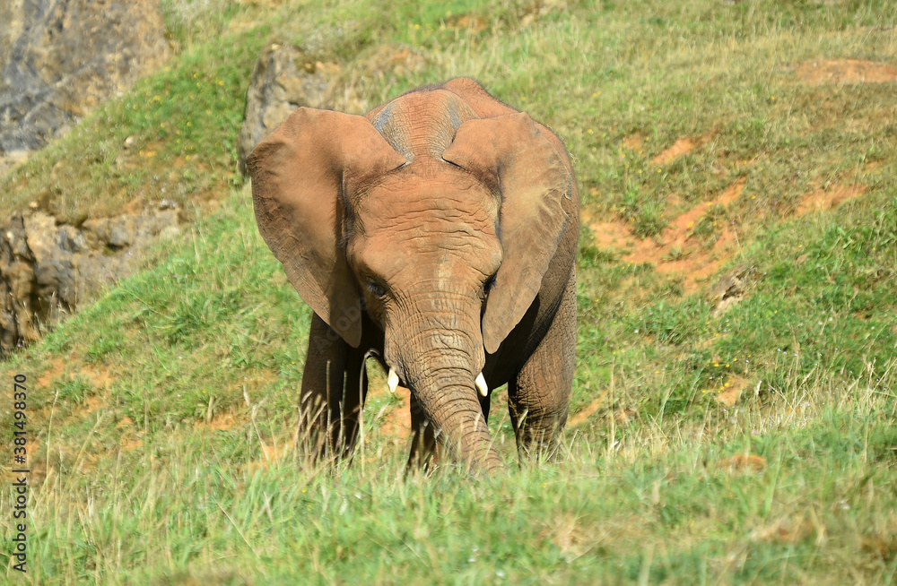 Fototapeta premium un enorme elefante en un safari