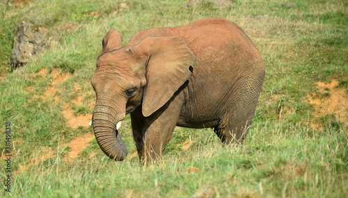 un enorme elefante en un safari