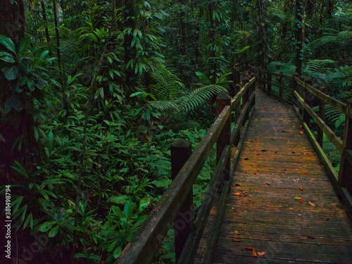 OLYMPUS DIGITAL CAMERA Balade dans la foret humide et tropicale de la Guadeloupe sur un sentier aménagé par le parc national de la Guadeloupe