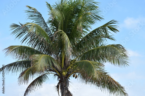 palm tree in the sky