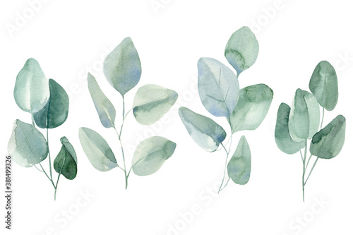 Set of green branches and leaves eucalyptus on isolated white background, watercolor illustration 