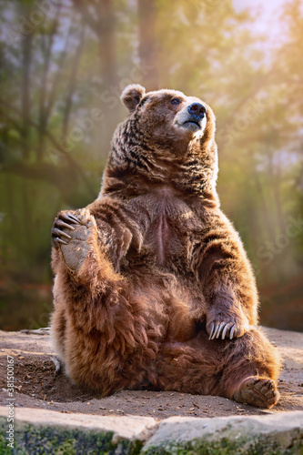 Fototapeta Naklejka Na Ścianę i Meble -  FUNNY BROWN BEAR SITTING 