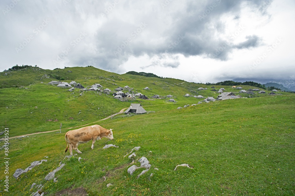 Famous place in Slovenia. Pasture for livestock in the mountains. Healthy live in the Alps. Cow on the pasture. 