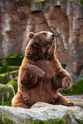 PORTRAIT OF A BROWN BEAR STANDING