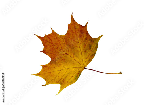 Autumn maple leaf on a light background. Natural color.