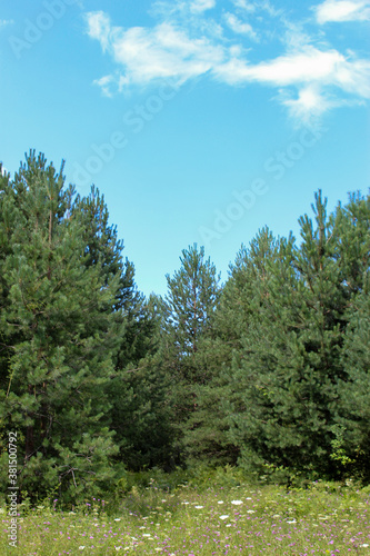 Vertical shot of a pine forest with a meadow in front. Summer.