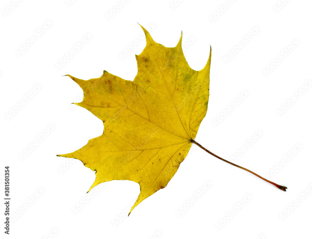 Autumn maple leaf on a light background. Natural color. Autumn maple leaf on a light background. Natural color.