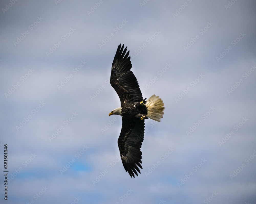 Naklejka premium Aigle 2