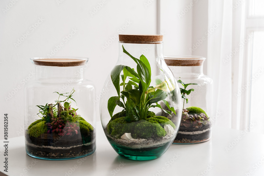 Small decoration plants in a glass bottle/garden terrarium bottle/ forest in a jar. Terrarium jar with piece of forest with self ecosystem. Save the earth concept. Bonsai, set of terrariums/ jars