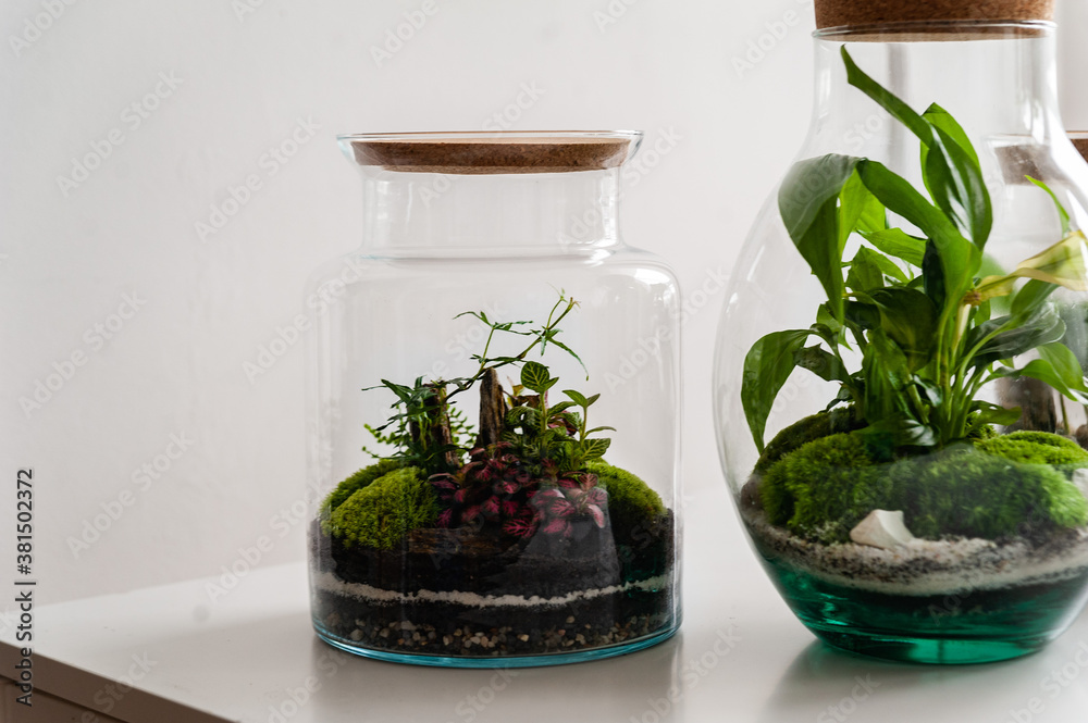 Small decoration plants in a glass bottle/garden terrarium bottle/ forest in a jar. Terrarium jar with piece of forest with self ecosystem. Save the earth concept. Bonsai, set of terrariums/ jars Small decoration plants in a glass bottle/garden terrarium bottle/ forest in a jar. Terrarium jar with piece of forest with self ecosystem. Save the earth concept. Bonsai, set of terrariums/ jars