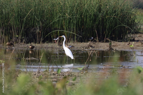 white heron ardea cinerea