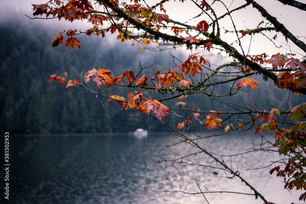 Closeup of red maple leaves on tree in the rain