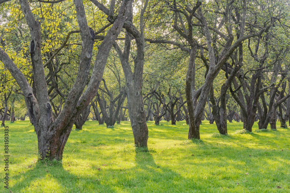 Apple trees in the garden at summer day time.