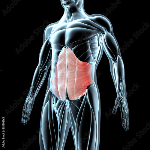 3d Illustration of the Transverse Abdominis Muscles on Xray Musculature