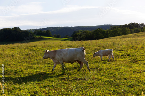 Cows grazing in the clean Nature in the Rychlebske Mountains  Northern Moravia  Czech Republic  