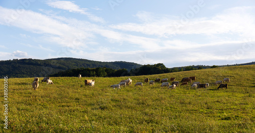 Cows grazing in the clean Nature in the Rychlebske Mountains, Northern Moravia, Czech Republic 