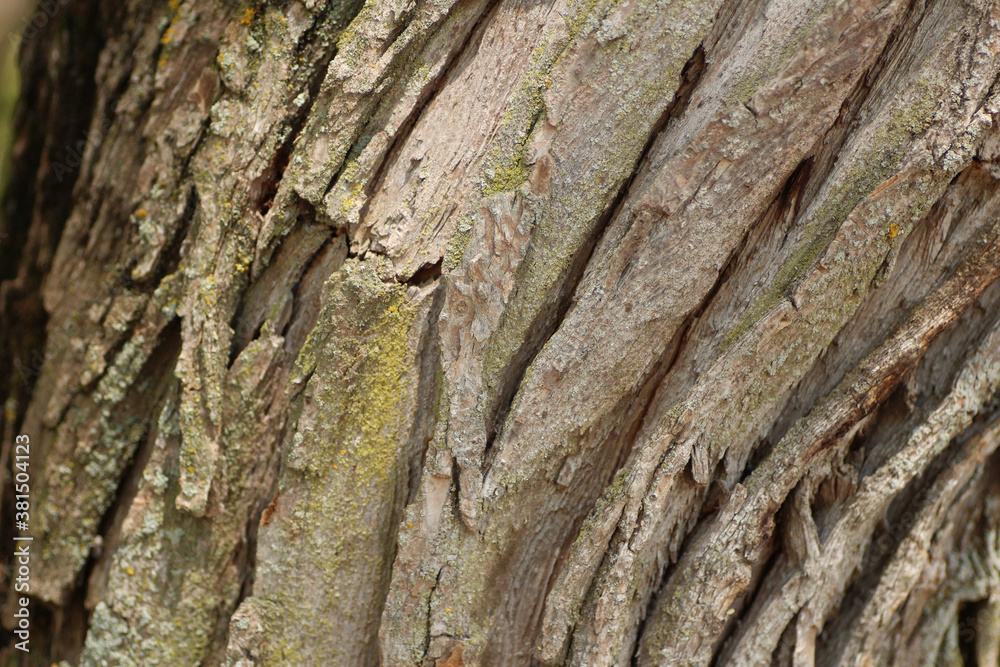 Curving Bark Curving Bark