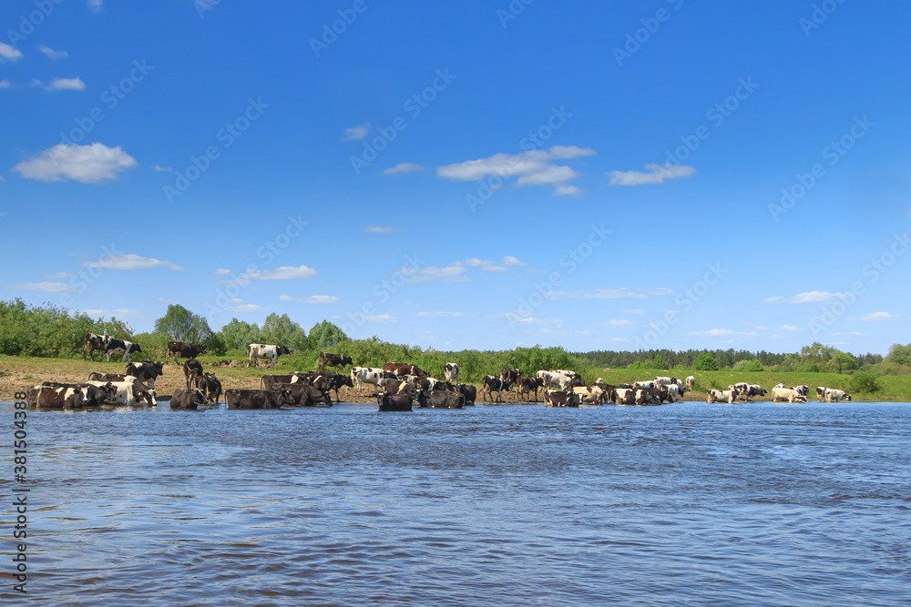Herd of cows grazing on the river bank