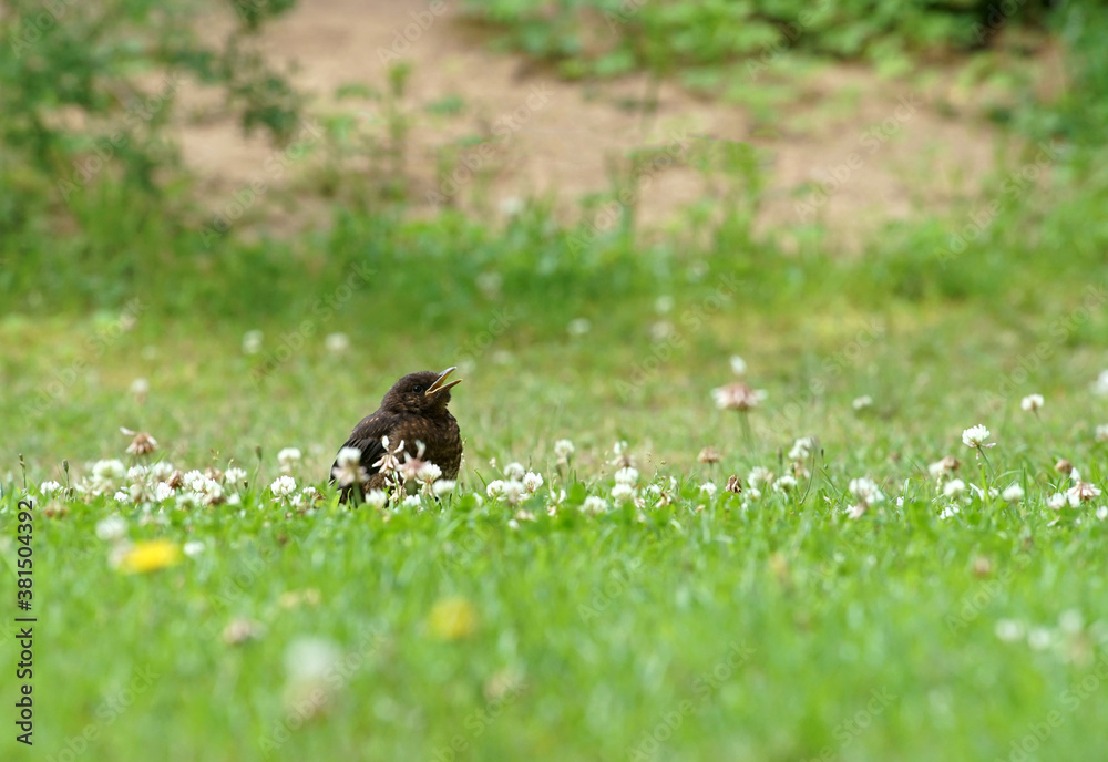 The chick has fallen out of the nest and is sitting in the grass calling for its mother The chick has fallen out of the nest and is sitting in the grass calling for its mother