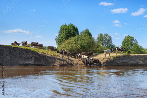 Herd of cows on a steep river bank