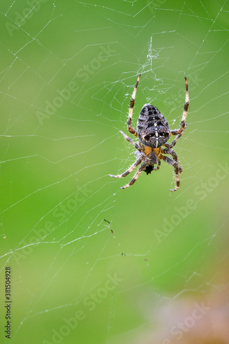 Closeup of spider in a web against a green background 