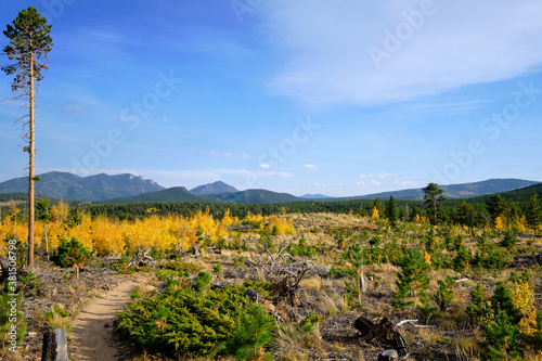 a lone tree stands against a beautiful backdrop of yellow aspens mountains and blue sky in the Arapaho and Roosevelt National Forest outside of Nederland, Colorado photo