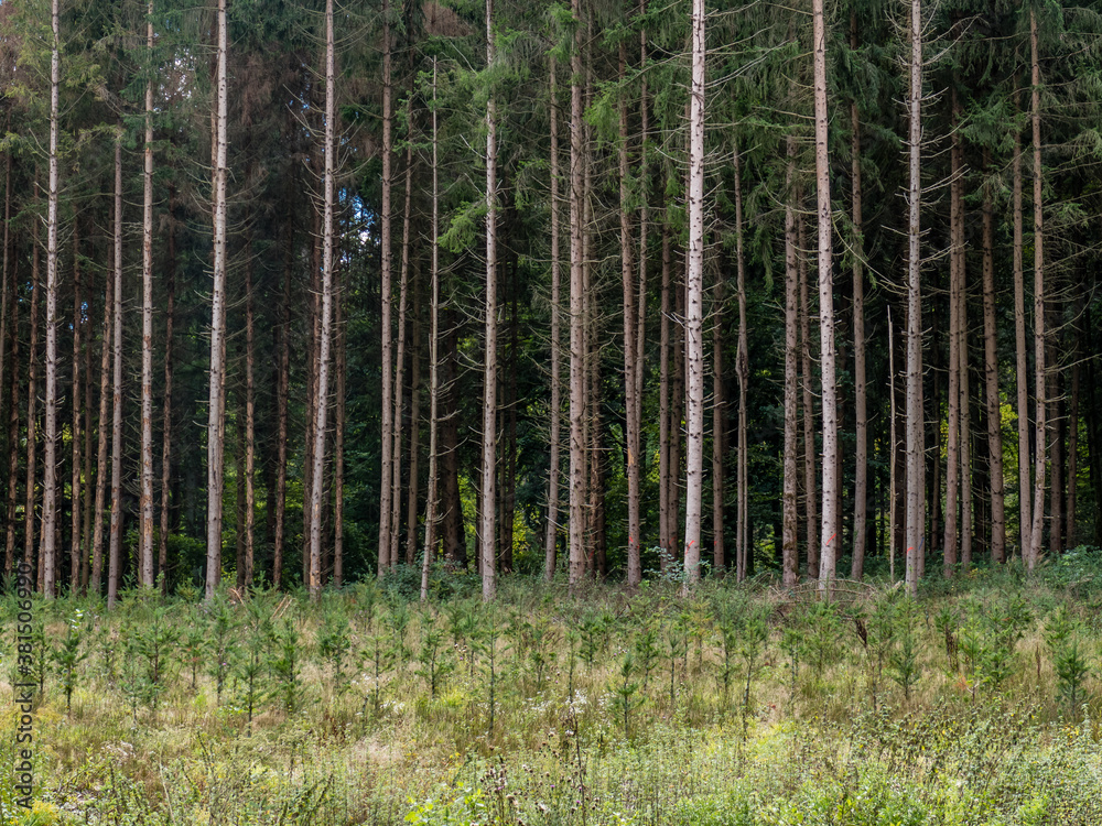 Obraz premium Neubepflanzung im Nadelwald
