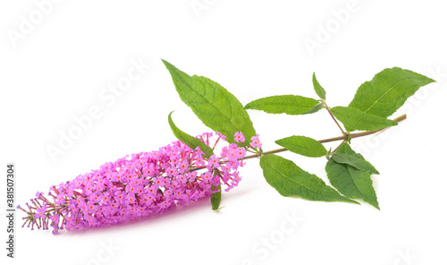 Buddleja flowers photo