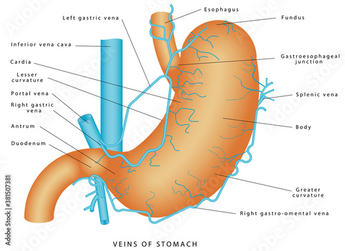 Veins of stomach. Stomach - Blood supply & venous drainage of stomach. Short gastric vein. Veins drain into portal circulation. Structure and function of Stomach Anatomy system