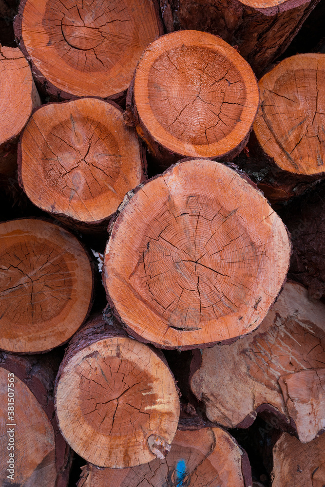 Certified wood,  SCOTS PINE - PINO SILVESTRE (Pinus sylvestris), Parque Natural 'Laguna Negra y Circos Glaciares de Urbión', Soria province, Castilla y Leon, Spain, Europe