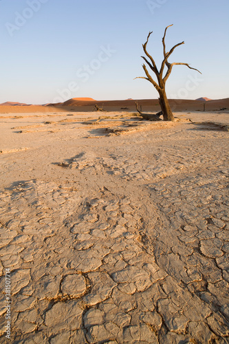 Dead Vlei, Sossusvlei, Namib Naukluft National Park, Namibia