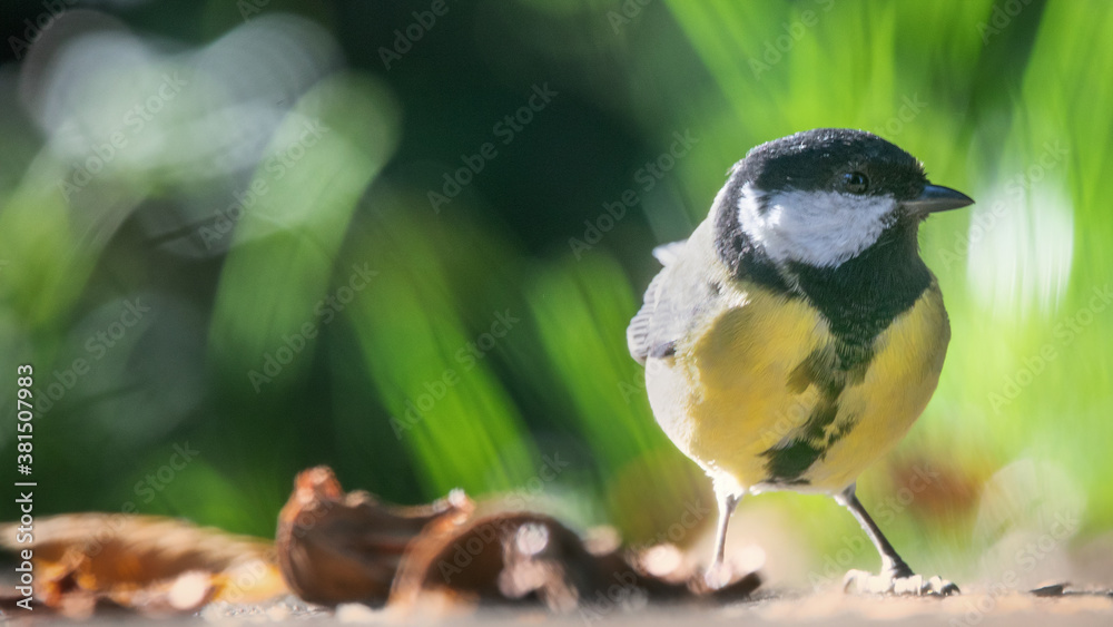Tit stands on the road selective soft focus Tit stands on the road selective soft focus