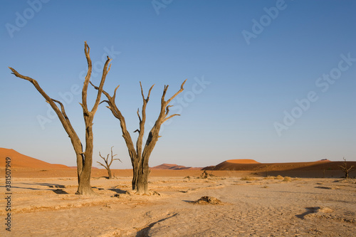 Dead Vlei  Sossusvlei   Namib Naukluft National Park  Namibia