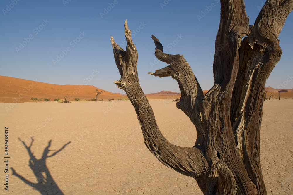 Dead Vlei, Sossusvlei,  Namib Naukluft National Park, Namibia