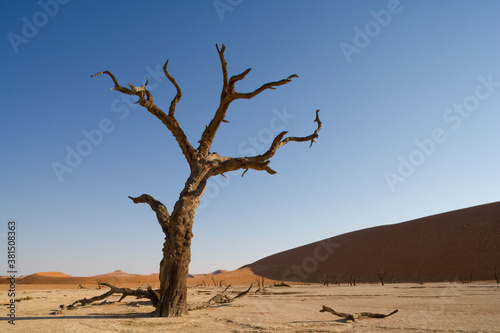 Dead Vlei, Sossusvlei, Namib Naukluft National Park, Namibia