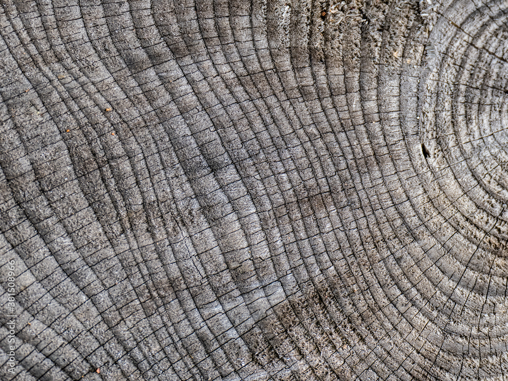 Fototapeta premium Baumscheibe