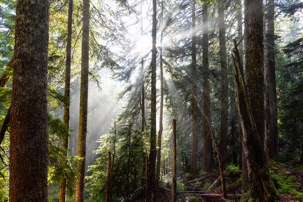 Naklejka premium Dreamy View of the Sunrays in a Rainforest during a sunny and foggy day. Taken in Cypress Provincial Park, West Vancouver, British Columbia, Canada. Nature Background