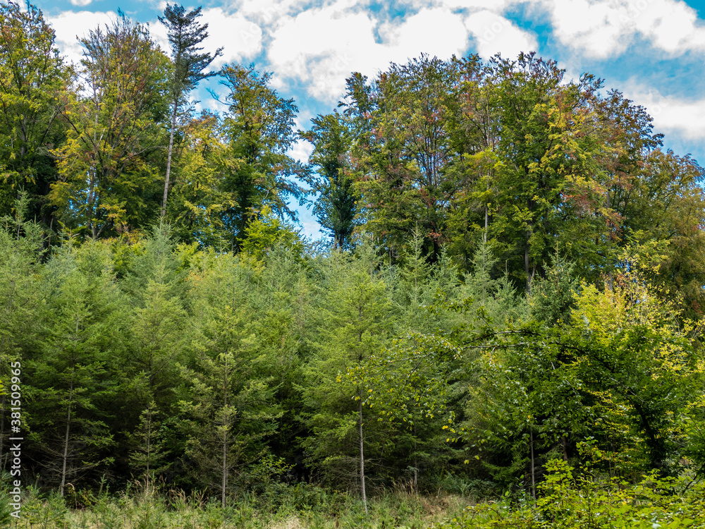 Wiederaufforstung durch Neubepflanzung im Mischwald Wiederaufforstung durch Neubepflanzung im Mischwald