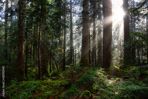 Fototapeta Naklejka Na Ścianę i Meble -  Dreamy View of the Sunrays in a Rainforest during a sunny and foggy day. Taken in Cypress Provincial Park, West Vancouver, British Columbia, Canada. Nature Background
