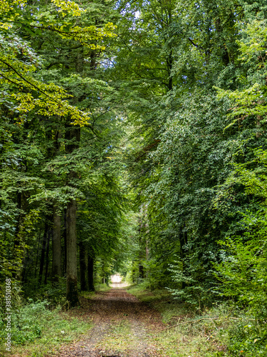 Waldweg