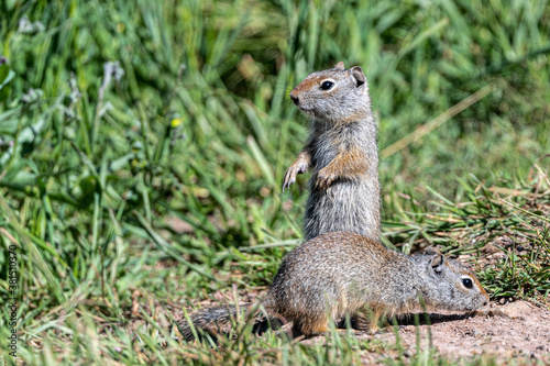 Young Uinta Ground Squirrel (Urocitellus armatus) Standing Guard, Grand Teton National Park