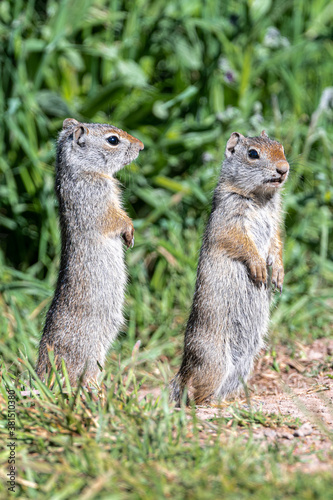 Young Uinta Ground Squirrel (Urocitellus armatus) Standing Guard, Grand Teton National Park © Hanjo Hellmann