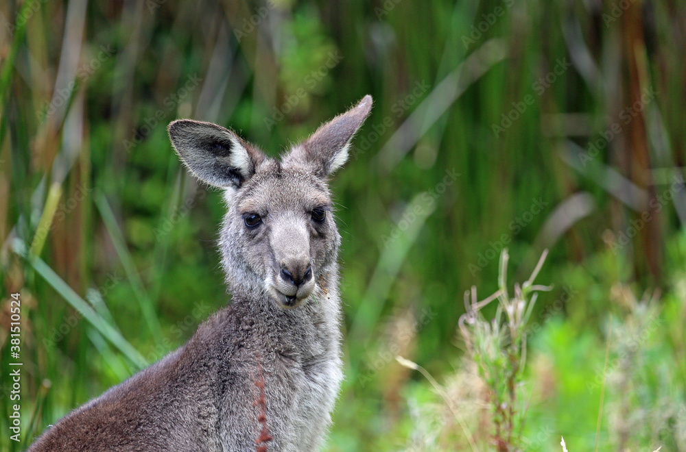 Fototapeta premium Kangaroo portrait - Victoria, Australia