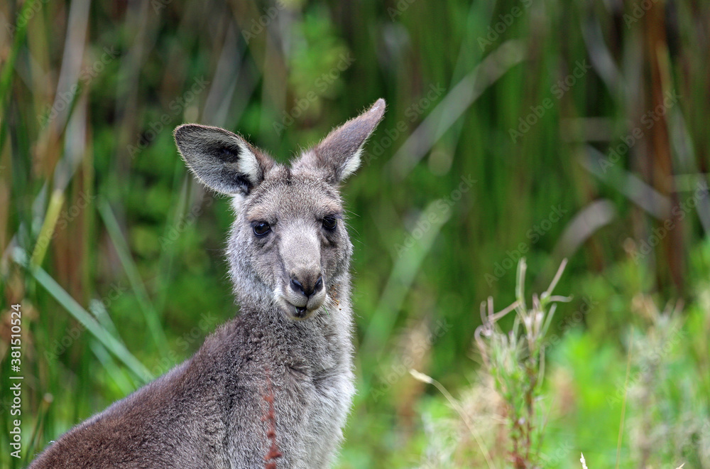Kangaroo portrait - Victoria, Australia