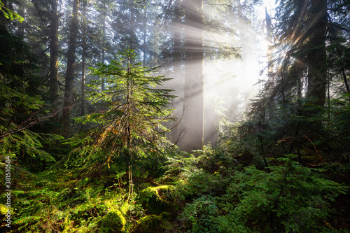 Fototapeta Naklejka Na Ścianę i Meble -  Dreamy View of the Sunrays in a Rainforest during a sunny and foggy day. Taken in Cypress Provincial Park, West Vancouver, British Columbia, Canada. Nature Background