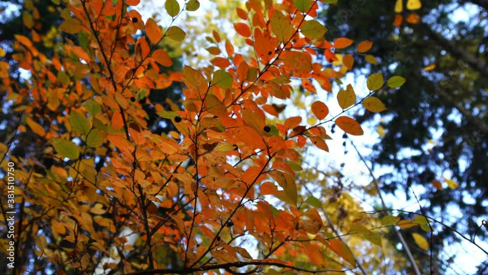 Autumn leaves nature background. Leaves swing on a tree in an autumn Park. Autumn colorful Park. Beautiful natural bokeh, sunlight and glare.Selective focus at leaves. Wide aperture. Bottom view. Autumn leaves nature background. Leaves swing on a tree in an autumn Park. Autumn colorful Park. Beautiful natural bokeh, sunlight and glare.Selective focus at leaves. Wide aperture. Bottom view.