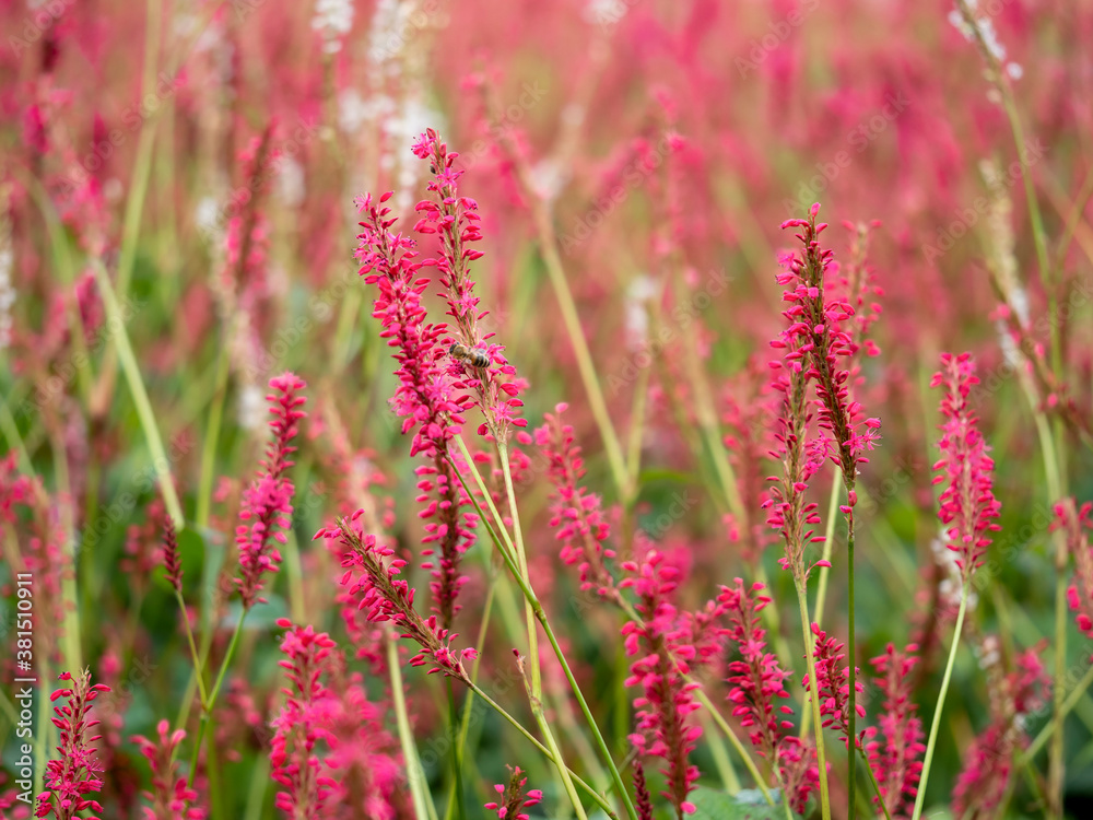 Pretty flower spikes of Persicaria amplexicaulis in a garden with soft focus Pretty flower spikes of Persicaria amplexicaulis in a garden with soft focus